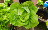 Nunca mais vai faltar salada na sua casa: veja como plantar alface do jeito mais simples possível
