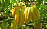 Coma essa fruta e veja o que acontece com o açúcar no seu sangue