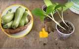 Aprendi como plantar abobrinha em casa e agora sempre tenho abobrinhas fresquinhas para minhas receitas: passo a passo é fácil
