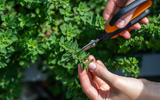 A planta aromática que ajuda o intestino a funcionar corretamente e mata germes