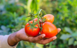 Nunca mais vai faltar tomate na sua salada: aprenda a como plantar esse alimento em casa!