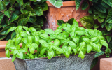 É assim que eu sempre tenho manjericão fresco em casa: truques simples que faz a planta crescer muito