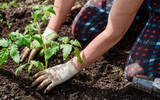 5 dicas para os iniciantes em jardinagem que eu gostaria que tivessem me avisado antes
