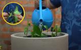 Como plantar ora-pro-nóbis em vaso e cultivar essa planta com incontáveis benefícios à saúde em casa