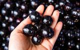 Jabuticabas são frutinhas deliciosas, mas quantas pode comer por dia? Veja a quantidade!