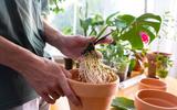 Aprendi com um jardineiro como ter costela-de-adão bem cuidada dentro de apartamento com passos simples