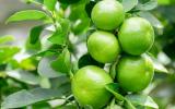 É fã de limão? Então aprenda a como plantar essa fruta em casa de forma fácil e prática