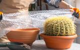 Poucos sabem, mas aprendi com um jardineiro experiente: o plástico bolha é um tesouro para o seu jardim!