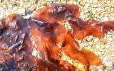 Alga com sabor de bacon: saiba mais sobre a incrível descoberta