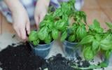 Plante essa erva aromática em casa, ela pode ajudar a controlar a ansiedade (e ainda deixa a sua comida maravilhosa)