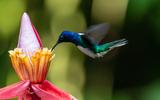 O que significa quando um beija-flor visita o seu jardim: tem um significado muito especial