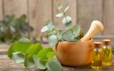 Melhor do que um inseticida: planta cheirosa mantém os mosquitos beeeem longe