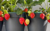 Palavra de horticultor: como cultivar morangos em casa para comer frutas suculentas o ano todo