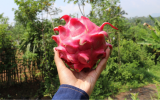 Já pensou em plantar pitaya em casa? Essa fruta rosa chama a atenção por onde passa e é muito fácil de ser cultivada