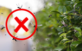 Nem citronela, nem capim-limão: essas duas plantas vão afastar os mosquitos e ainda perfumar a sua casa