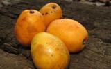 Essa fruta tropical rica em vitamina C combate inflamações e previne doenças do coração; veja como aproveitar em casa