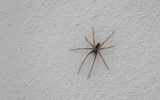 Cuidado com a infestação de aranhas: essas são as melhores dicas para mantê-las afastadas de casa e ter um ambiente mais seguro