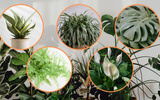 8 plantas que adoram sombra e muito fáceis de cuidar para ter em casa