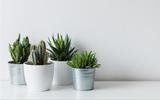 Como cuidar de cactos: confira as dicas do TudoGostoso