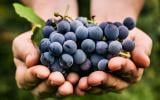 Com benefícios além do vinho, a uva é uma amiga poderosa do seu coração
