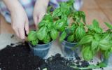 Manjericão é fácil de enraizar: siga esses passos para plantar em vaso e escolha o lugar certo da casa para colocá-lo