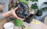 "Vaso sem furinho é uma cilada": jardineiro revela todos os detalhes que vão transformar o cultivo de plantas em vasos na sua casa