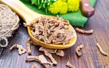 Raiz de ouro: descubra os benefícios da rhodiola rosea, poderosa planta que melhora até o funcionamento do cérebro
