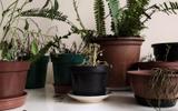O que significa quando todas as suas plantas morrem, segundo a psicologia (a culpa pode ser sua!)