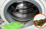 Por que as pessoas estão colocando folhas de louro na máquina de lavar?