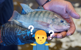 A questão da vez é: Tilápia é peixe? Descubra a verdade sobre o fruto do mar queridinho por ser acessível
