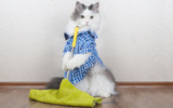 Esses são os produtos que você não deve usar para limpar a casa se tem pets; veja as melhores substituições