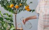 Jardineiro revela os segredos para cultivar tangerina em vaso: plante em casa e coma essa deliciosa fruta sempre que tiver vontade