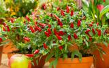 Nunca mais faltou pimenta na minha casa depois que eu passei a cultivar no meu jardim