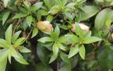 A indústria farmacêutica não quer que você saiba, mas essa planta é milagrosa e você pode plantar em casa: veja como cultivar e consumir