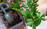 ZAMIOCULCA: aprenda como cuidar dessa planta espetacular de folhagem brilhante com dicas que aprendi com uma jardineira