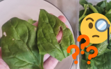 Tem um furo no espinafre! Pode comer a folha ou faz mal à saúde?