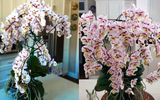 O conselho desse jardineiro que cultivou uma orquídea com 159 flores é valioso: "Eu não entendia isso até ter cultivado por vários anos"