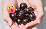 Você está perdendo muitos benefícios se joga a casca da jabuticaba fora