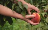 Como cultivar um pessegueiro em casa para que ele dê frutos o ano todo