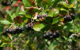 Ouro negro: a fruta pouco conhecida que é repleta de benefícios, regula o açúcar no sangue e a pressão arterial