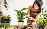 Decoração com plantas para iniciantes: essas são as melhores espécies para ter dentro de casa ou apartamento