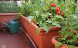 Como plantar tomate-cereja em vaso: confira 6 passos para cultivar o vegetal em casa e colher os frutos o ano inteiro