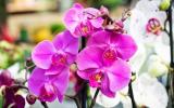 Vai ficar muito mais fácil cultivar orquídeas em casa com essas 3 dicas!
