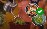 Aprendi como plantar manjericão em vaso e agora faço pizza margherita e massa ao pesto toda semana: aqui está o passo a passo para cultivar a erva em casa