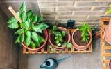 Plantar árvores frutíferas em casa pode ser mais fácil do que você imagina: 3 opções que não precisam de sol
