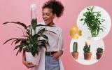 7 plantas da sorte para ter em casa: elas decoram e enchem o ambiente de boas energias
