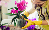 Esses são os 3 erros que a maioria comete com as orquídeas: aprenda com especialistas!