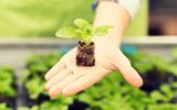 Dicas para cultivar seu próprio alimento