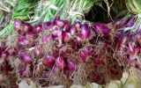 Essa é a melhor forma de plantar cebola em casa: dicas profissionais se um jeito simples para a sua horta