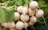 Nabo: conheça os benefícios desse legume e como incluí-lo em sua alimentação